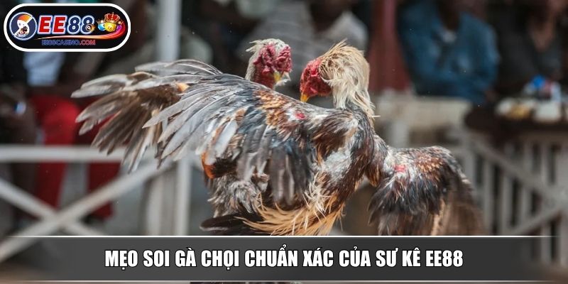 Mẹo soi gà chọi chuẩn xác của sư kê EE88